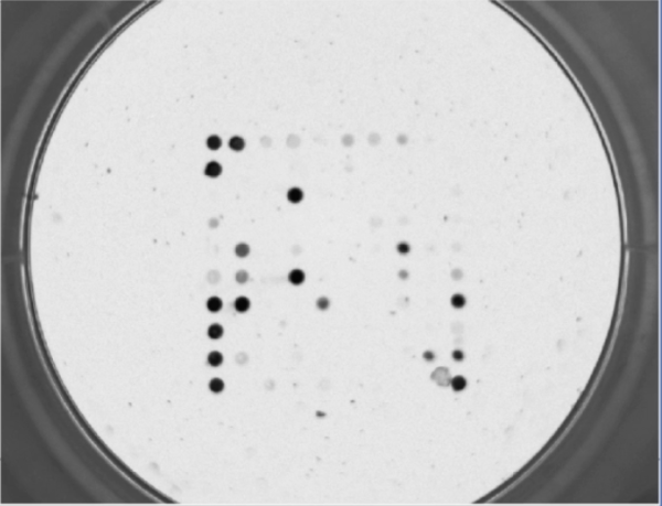 microarray image