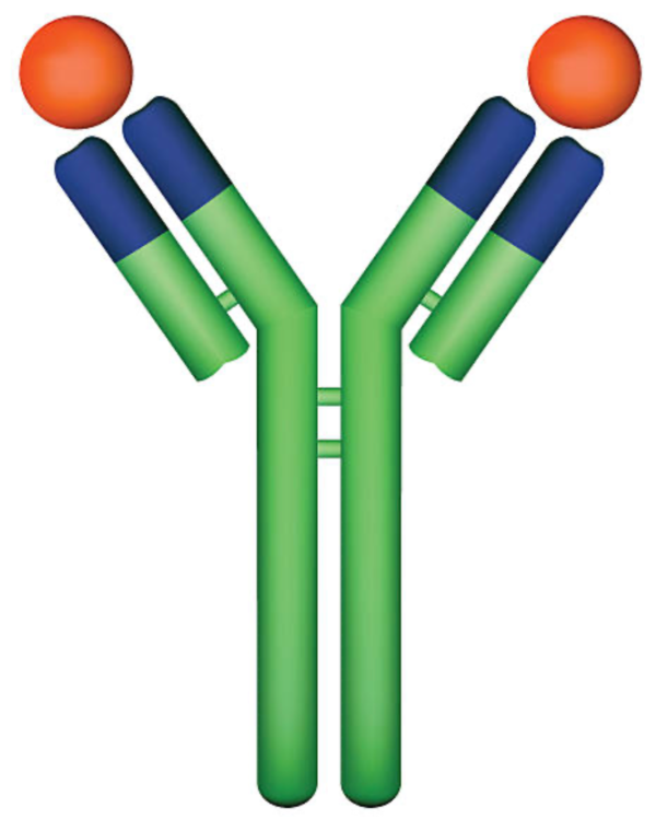 Antibody